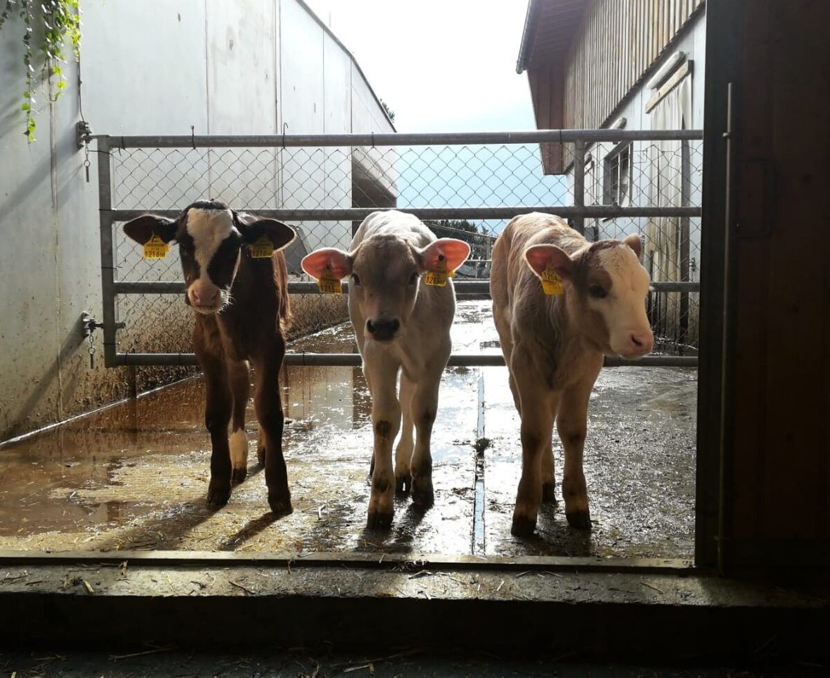 Calves visible on the premises of the Farm House.