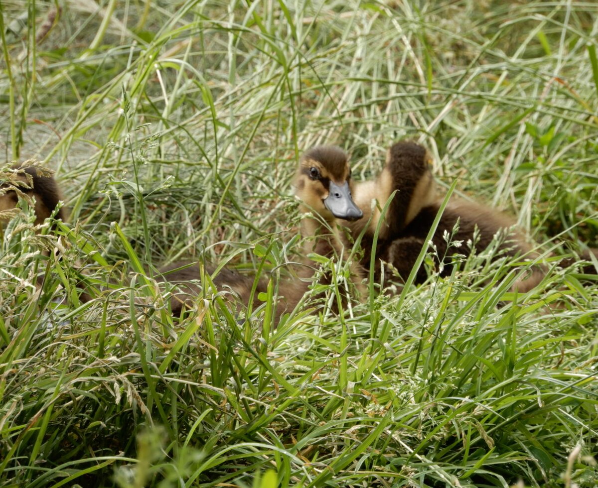 Mottnerhof of the Dünser family / Small animals