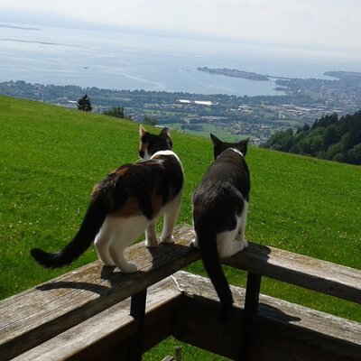 Even our cats love the magnificent view of Lake Constance.