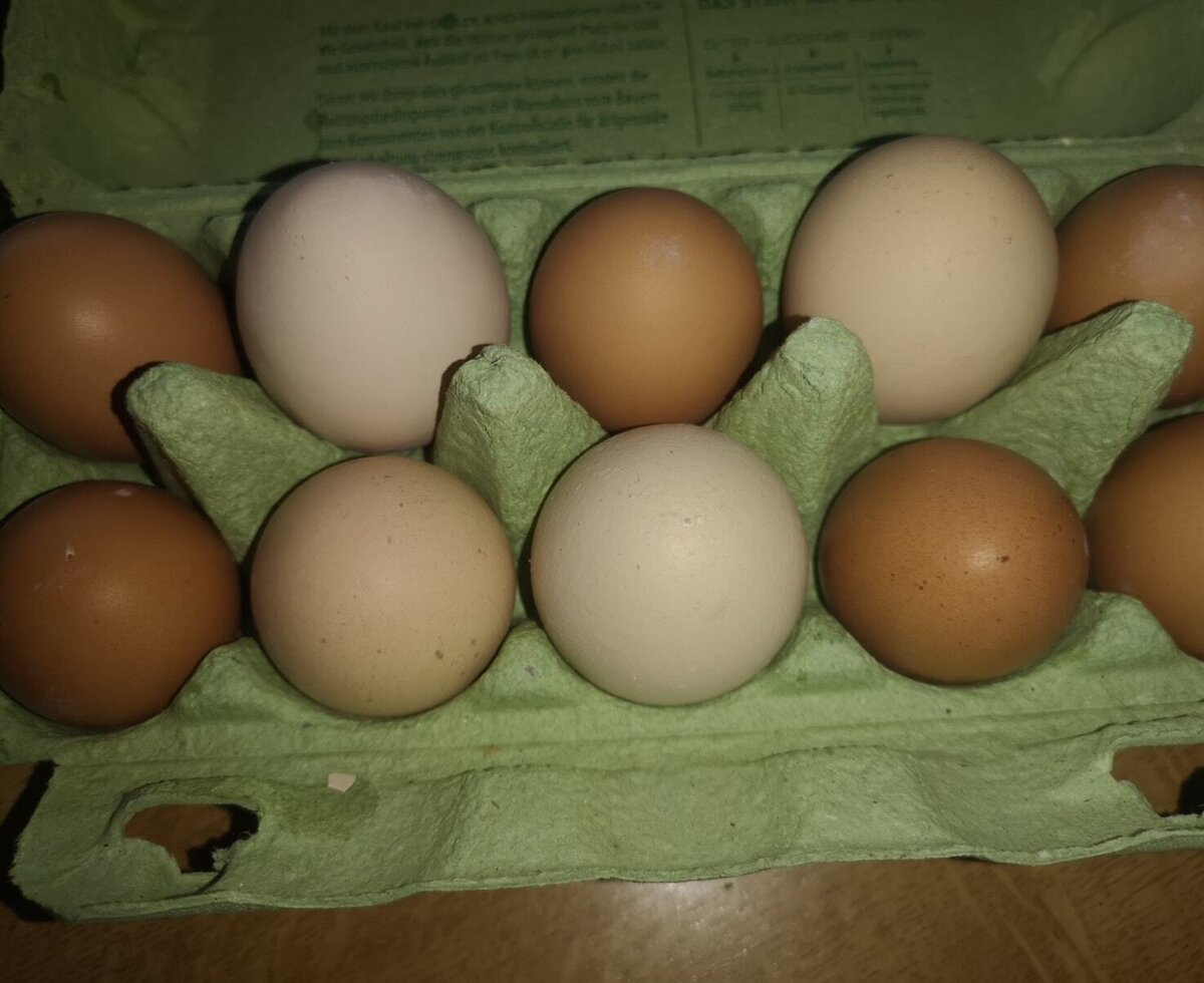 Eggs from our chickens.