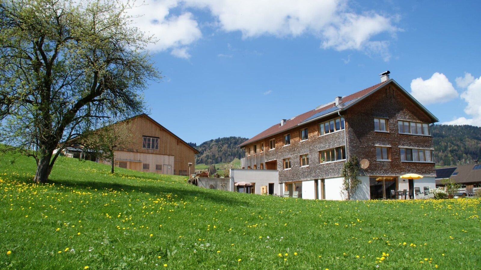The farmhouse with a wooden facade and an adjacent farm building, surrounded by a green meadow with dandelions.