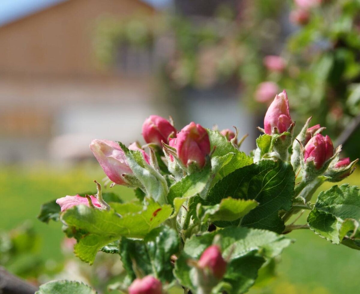 Pink apple blossom buds in spring at the farmhouse.