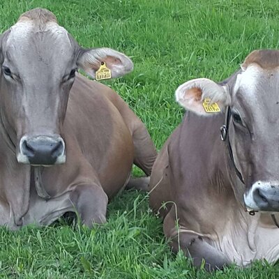 Two cows with ear tags resting in the green grass at the Farm House.