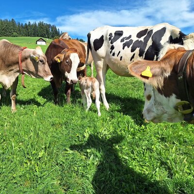 Cows and a young calf grazing in a pasture at the Farm House.
