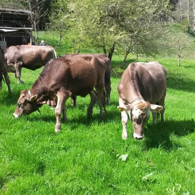 Brown cows grazing in a bright green pasture at the Farm House.