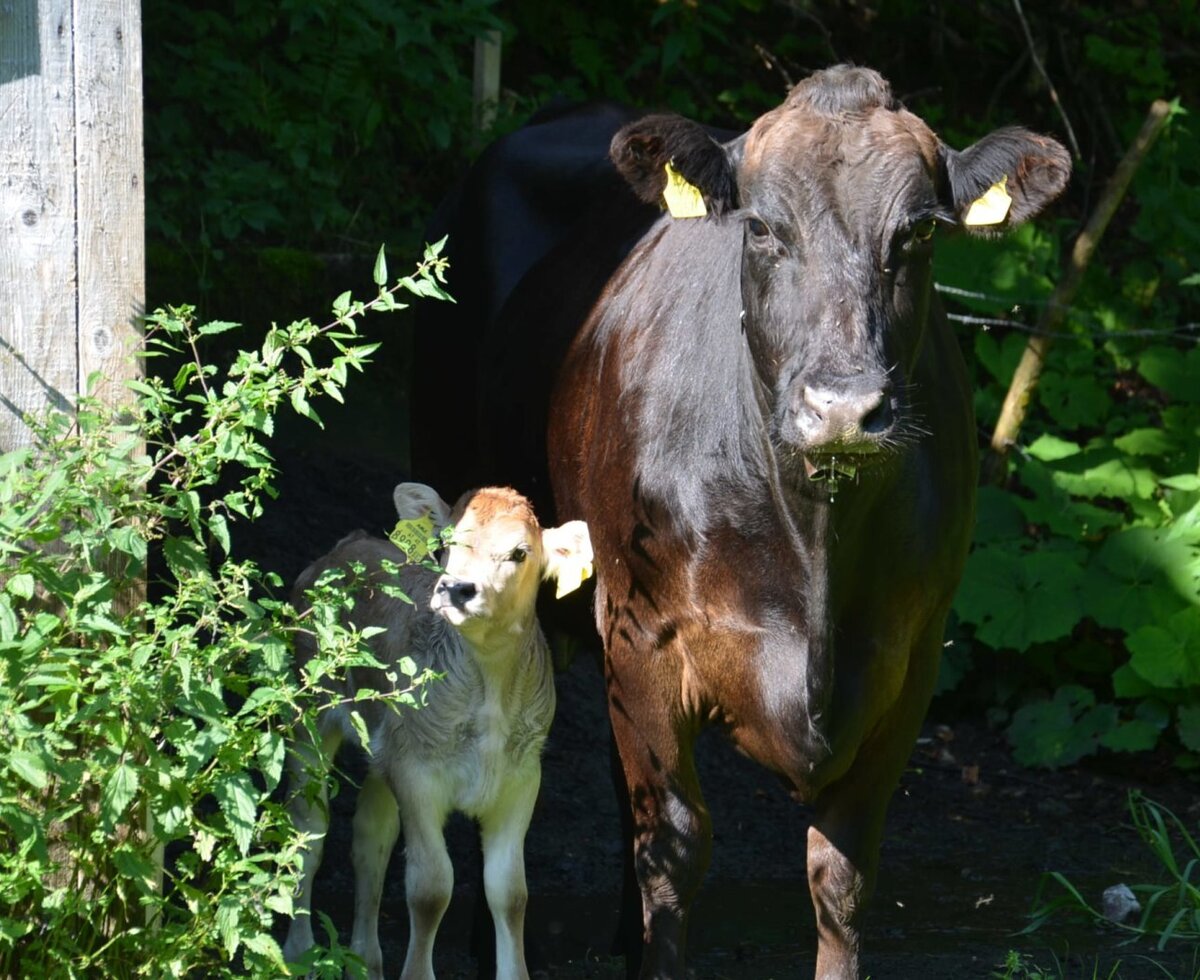 A cow with her cute calf at the farmhouse, surrounded by lush greenery.