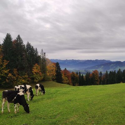 The cows are enjoying the last days of autumn in a pasture.